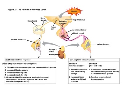 adrenal gland hormones functions
